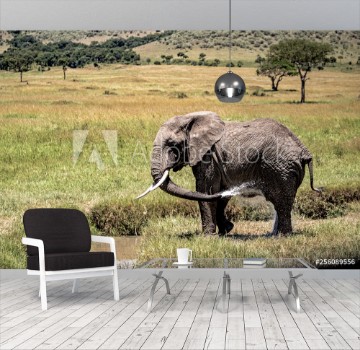 Picture of Elephant Spraying Water Bathing in Kenya Africa